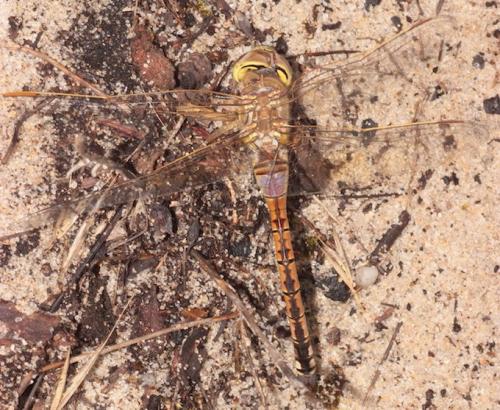 Réf. 293 210 : Anax ephippiger